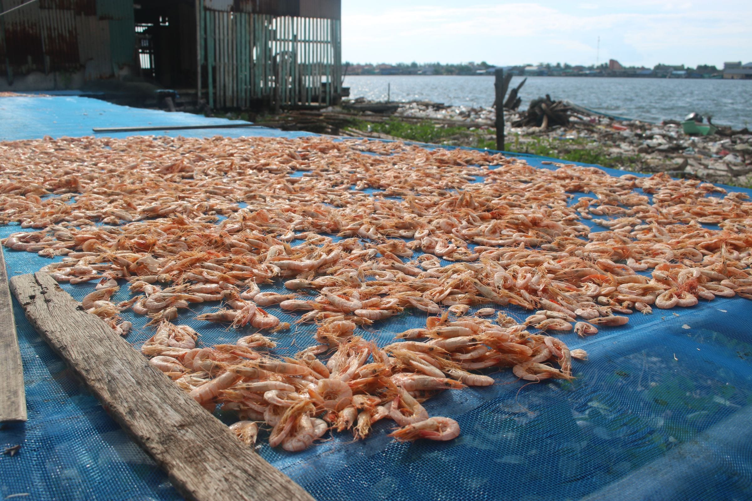 Permintaan udang global dan posisi Belitung