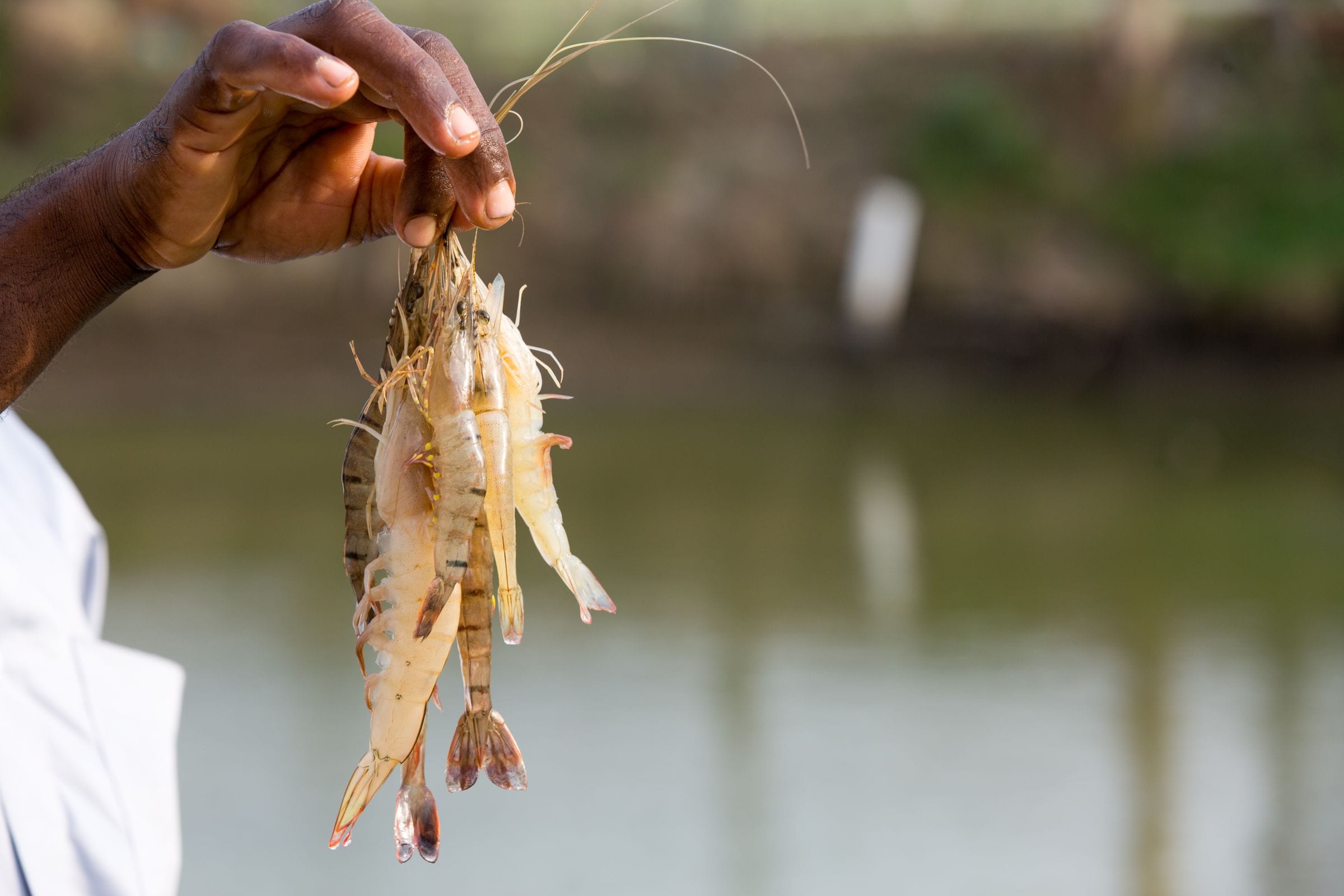 Operator memeriksa udang di tepi kolam